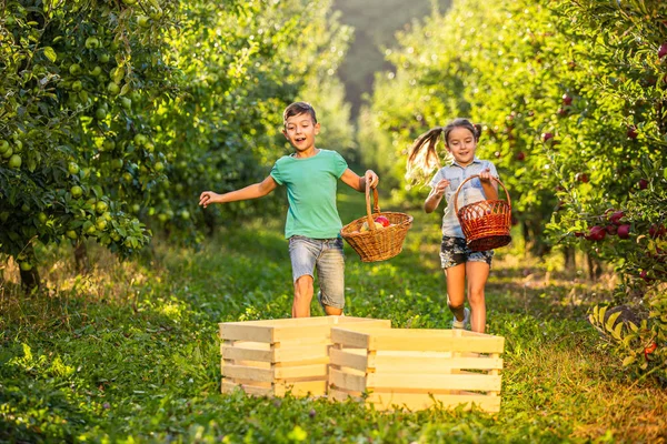 Happy kids with basket on apple-trees alley, picking apple on sunny day. — Stock fotografie