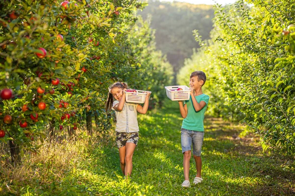 Φωτογραφία της μικρής αδελφής και του αδελφού συλλογή μήλων για να ψήνουν μηλόπιτα στις χειμερινές διακοπές. — Φωτογραφία Αρχείου