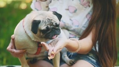 Slowmo. Slowmotion. Young woman is feeding her small pug dog with sweet ice-cream. Close up. Copy space. 4K.