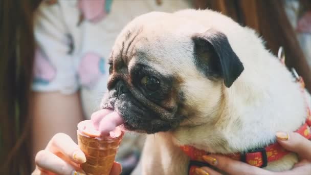 Devagar. Em câmara lenta. A jovem está alimentando seu pequeno cachorro com sorvete doce. Fecha. Espaço para cópia. 4K . — Vídeo de Stock