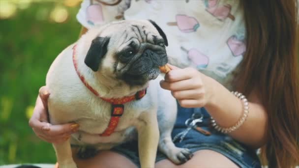 Slowmo. Slowmotion. Young woman is feeding her small pug dog with sweet ice-cream. Close up. Copy space. 4K. — Stok video