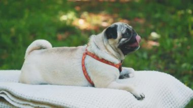 Puppy breed pug resting on the carpet. Video about funny dog. Close up. Copy space. 4K.