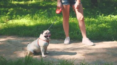 Yavru köpek köpek köpek liderliğinde. Komik köpek koşmaya hazır. Uzayı kopyala 4K.