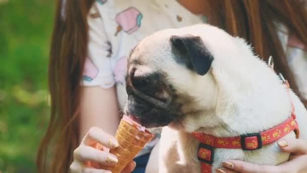 Young woman is feeding her small pug dog with sweet ice-cream. Close up. Copy space. 4K. — 图库视频影像