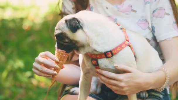 Young woman is feeding her small pug dog with sweet ice-cream. Close up. Copy space. 4K. — Stock video