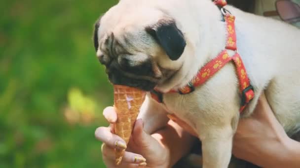 Young woman is feeding her small pug dog with sweet ice-cream. Close up. Copy space. 4K. — ストック動画