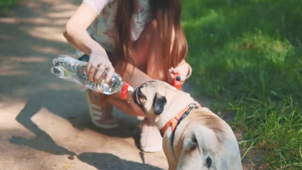 Young woman is feeding her small pug dog water with bottle and hand. Close up. Copy space. 4K. — Stockvideo