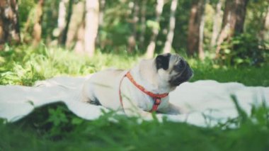 Puppy breed pug resting on the carpet. Video about funny dog. Close up. Copy space. 4K.