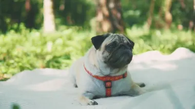 Puppy breed pug resting on the carpet. Video about funny dog. Close up. Copy space. 4K.