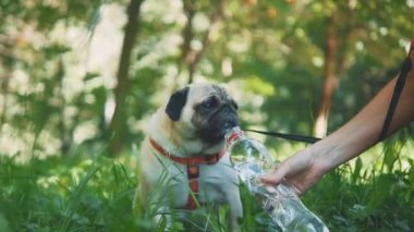 Young woman is feeding her small pug dog water with bottle and hand. Close up. Copy space. 4K.