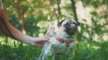 Young woman is feeding her small pug dog water with bottle and hand. Dog is not thirsty. Close up. Copy space. 4K.