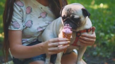 Young woman feeding her small pug dog with sweet ice-cream. Close up. Crop. Copy space. 4K.