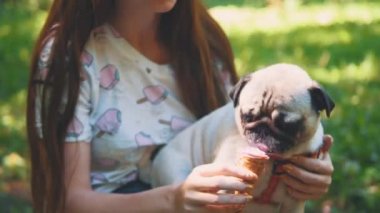 Young woman feeding her small pug dog with sweet ice-cream. Close up. Crop. Copy space. 4K.