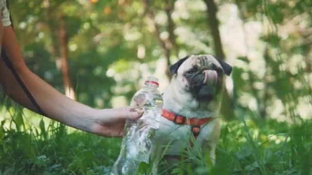 Young woman is feeding her small pug dog water with bottle and hand. Dog is not thirsty. Close up. Copy space. 4K. — 비디오