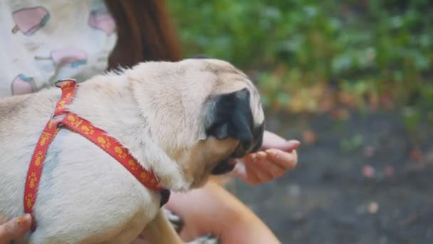 Young woman feeding her small pug dog with sweet ice-cream. Close up. Crop. Copy space. 4K. — Stok video