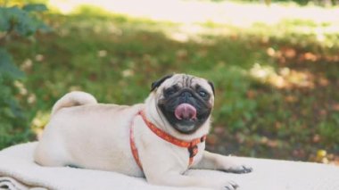 Puppy breed pug resting on the carpet. Video about funny dog. Close up. Copy space. 4K.