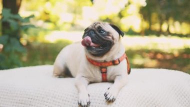 Puppy breed pug resting on the carpet. Video about funny dog. Close up. Copy space. 4K.