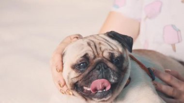 Smiling lady is taking free time with her dog. Woman relaxing in the nature with her little pug dog. Close up. Copy space. 4K.