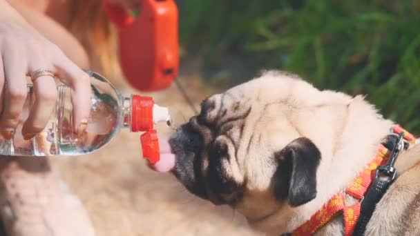 Young woman is feeding her small pug dog water with bottle and hand. Close up. Copy space. 4K. — Wideo stockowe
