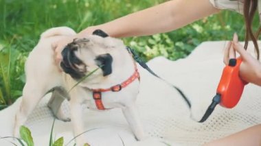 Kız köpeğiyle boş zaman geçiriyor. Küçük köpeğiyle doğada rahatlayan bir kadın. Ekin. Kapatın. Uzayı kopyala 4K.
