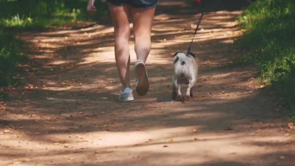 Pug dog next to a girl happily running through the path in the nature park. Crop. Copy space. 4K. — Stock video