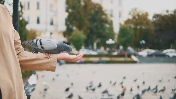 Lentamente. Coltivare. Una ragazza irriconoscibile sta dando da mangiare ai piccioni. Ricevuto. 4K . — Video Stock