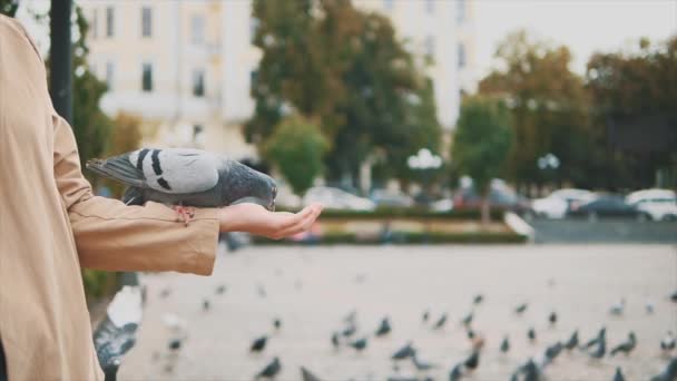 Lento. Cultivo. Una chica irreconocible está alimentando palomas. Copiar espacio. 4K . — Vídeo de stock