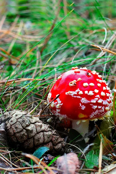 Do not edible but the most beautiful mushroom. — Stock Photo, Image