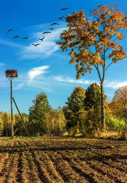 De vlucht van vogels-Gouden herfst. — Stockfoto