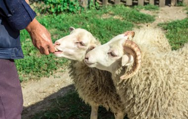 Koyun bir lezzet yemek. 