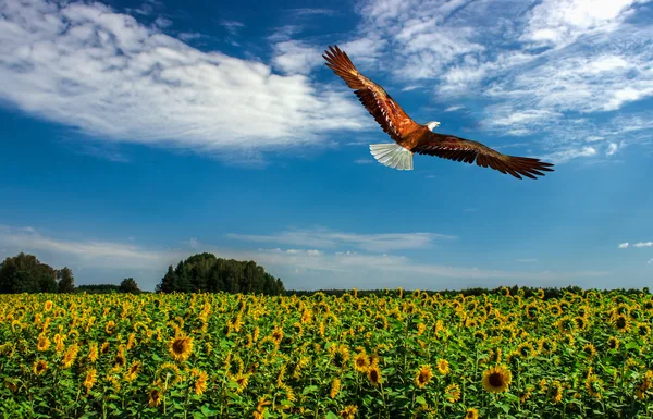 Üstte uçan kartal. 