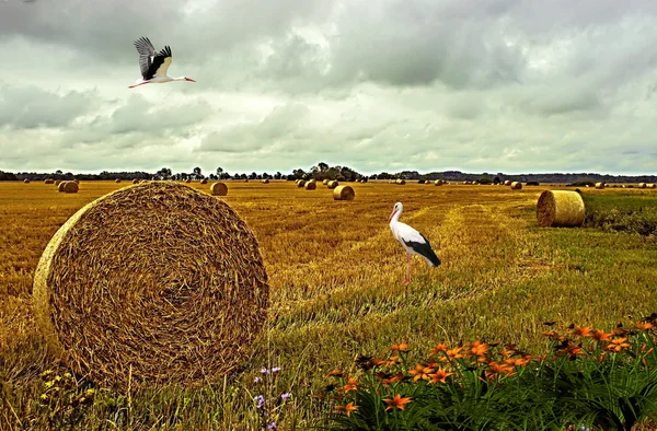 Erntezeit für Getreide. — Stockfoto