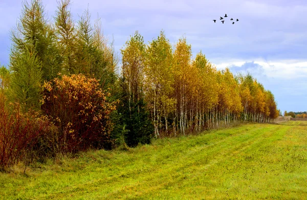 Altın sonbahar bir yağmur sonra.