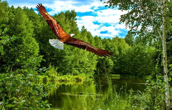 Avını izlerken yırtıcı.