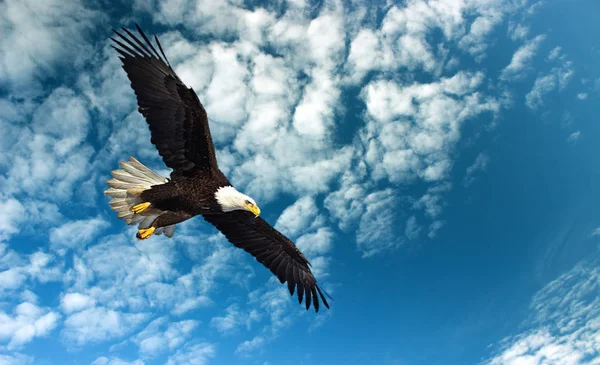 Avını izlerken yırtıcı. 