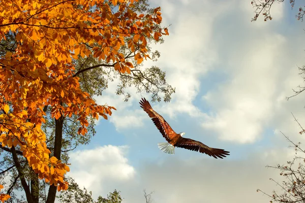 Altın sonbahar - uçan avcı. 