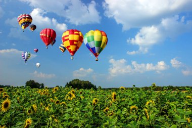 Flying over the fields of sunflowers.  clipart