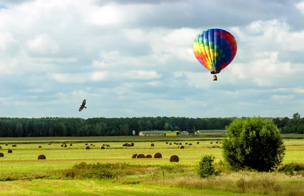 Ayçiçeği alanları üzerinde uçan. 