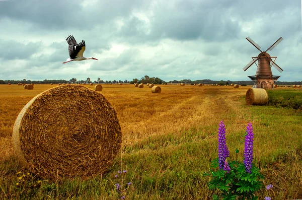 Yaz ortalarında Tahıl hasat. 