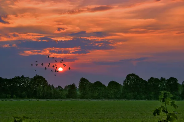 De mist bij zonsopgang. — Stockfoto