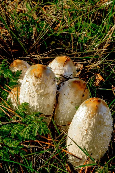 Autumn meadow mushrooms in the grass. — Stock Photo, Image