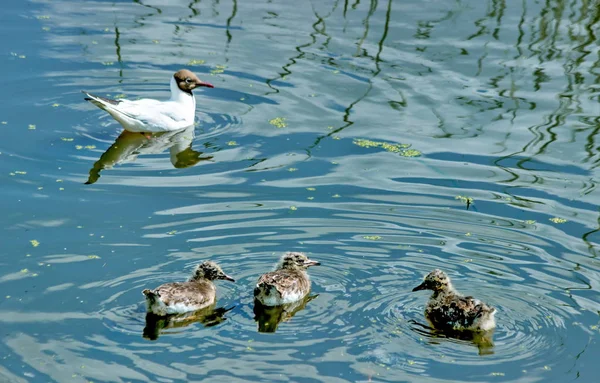 Maman mouette marche avec des oursons . — Photo