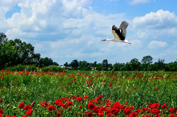   Leylek ovalar üzerinde uçan.