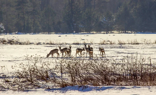 In winter, roe deer extract food under the snow. Stock Image