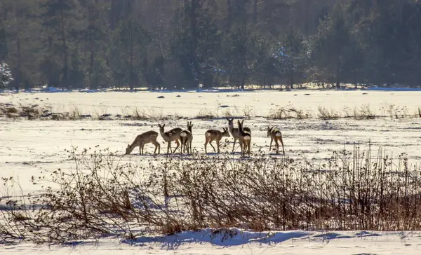 Roe deer - search for food under the snow. Royalty Free Stock Photos