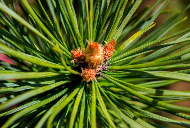 Baharın ilk embriyo papağan çam.