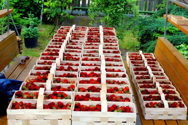 홈 사이트에서 딸기 청소. — 스톡 사진