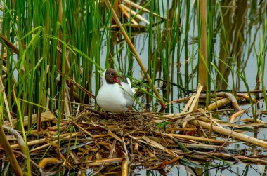 Anne martı onların yavrular doğurmak olacak. 
