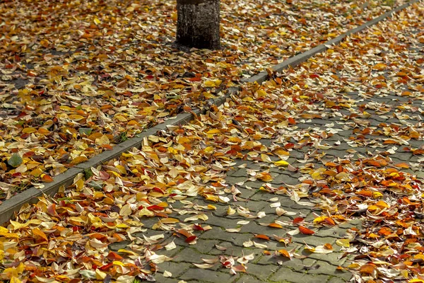 Goldener Herbst Auf Dem Gehweg — Stockfoto