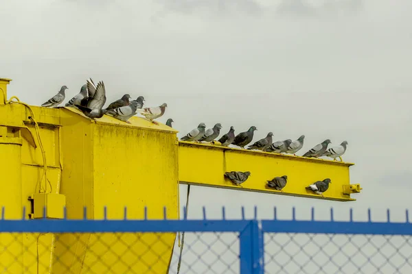 Pombos Repousam Sobre Uma Estrutura Aço — Fotografia de Stock